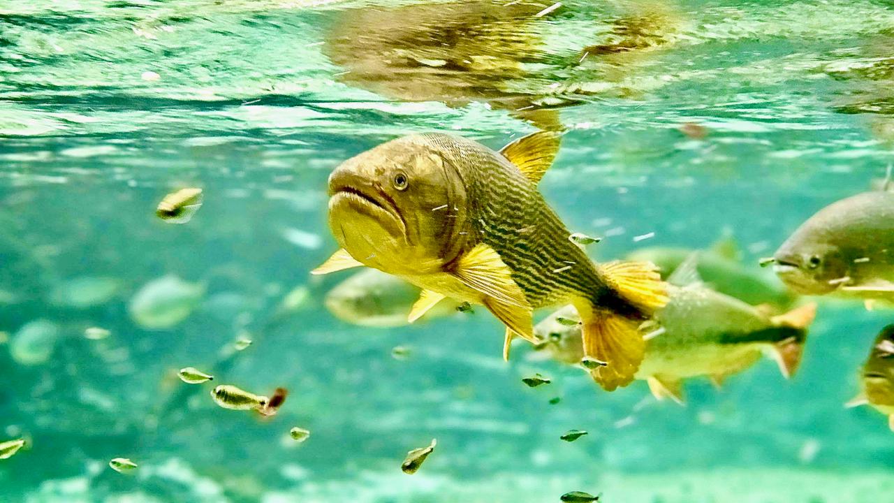 Foto subaquática Rio Triste